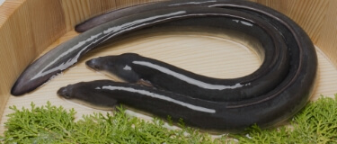 おいしい鰻はきれいな「水」で育つ